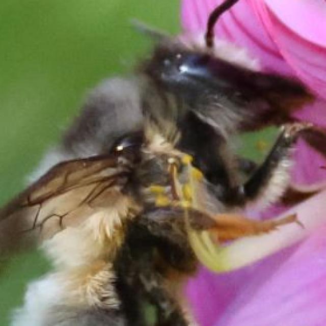 Les abeilles sauvages de Suisse  - Megachile pyrenaica