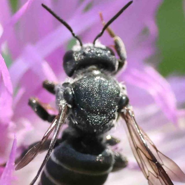 Les abeilles sauvages de Suisse  - Stelis simillima