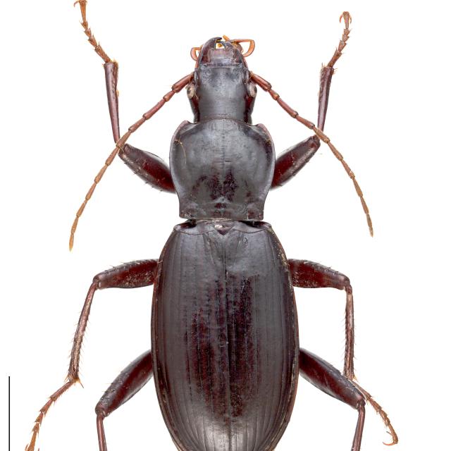 Carabes de Suisse  - Laemostenus macropus