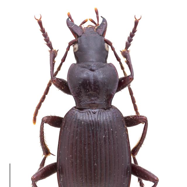 Carabes de Suisse  - Laemostenus terricola terricola