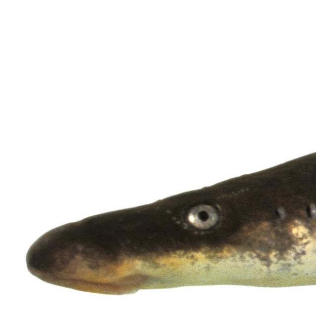 Poissons de Suisse Lamproie de rivière ou fluviatile  - Lampetra fluviatilis 