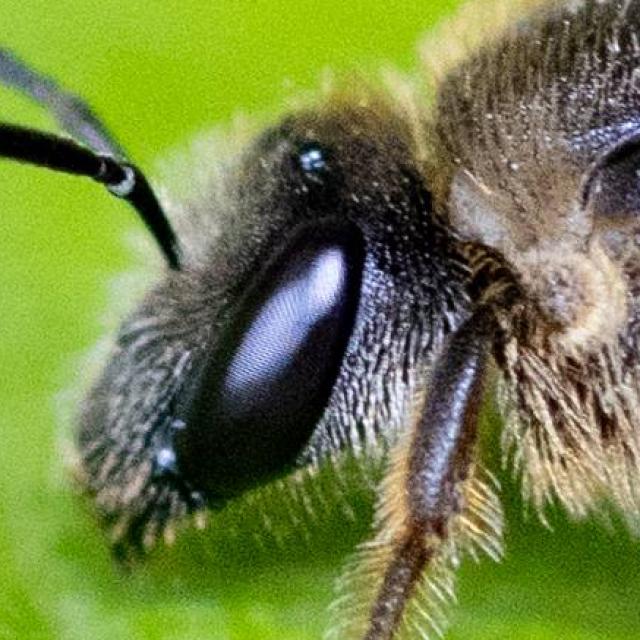 Les abeilles sauvages de Suisse Lasioglosse larges-bandes - Lasioglossum zonulum