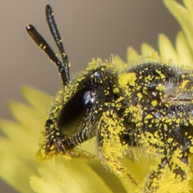 Les abeilles sauvages de Suisse Lasioglosse antennes-courtes - Lasioglossum brevicorne