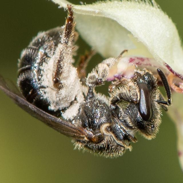 Les abeilles sauvages de Suisse Lasioglosse longue-tête - Lasioglossum clypeare
