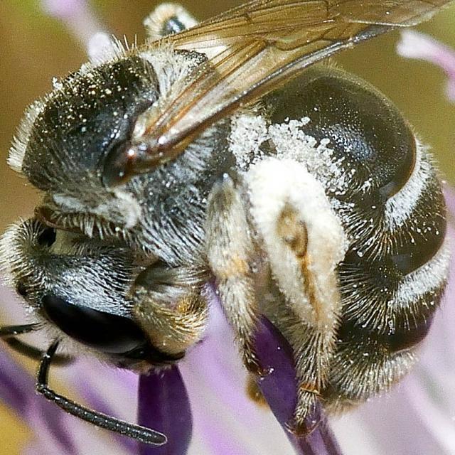 Les abeilles sauvages de Suisse Lasioglosse dos-luisant - Lasioglossum discum