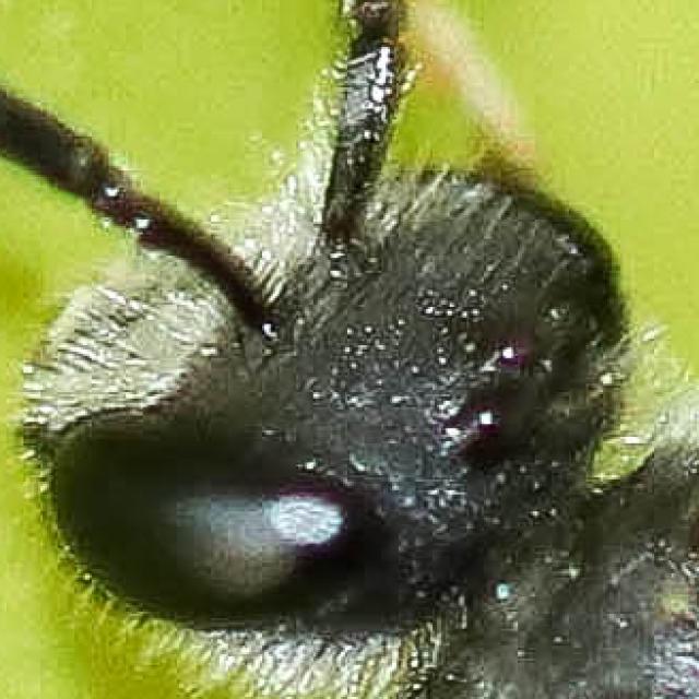 Les abeilles sauvages de Suisse Lasioglosse printanier - Lasioglossum pallens