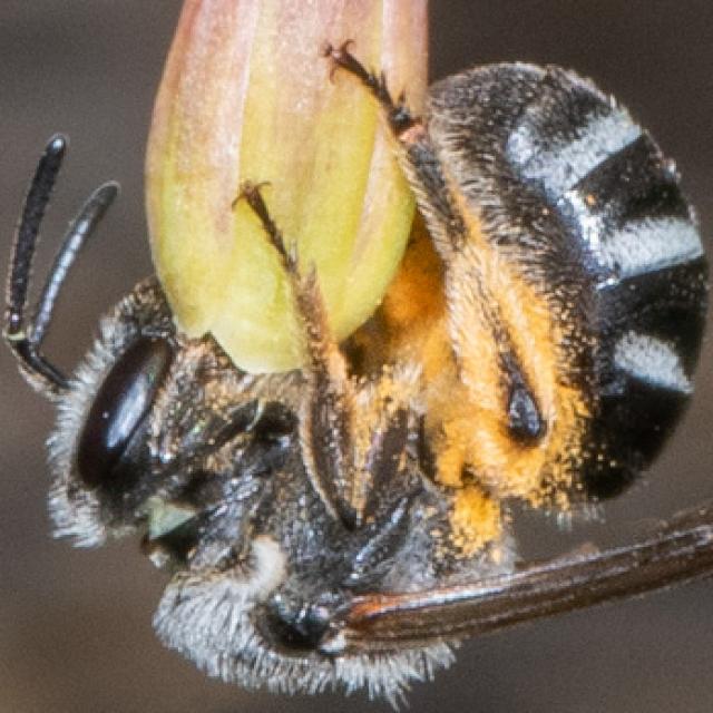 Les abeilles sauvages de Suisse Lasioglosse de l'Asperge, Lasioglosse cendré - Lasioglossum sexnotatum