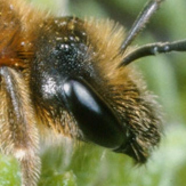 Les abeilles sauvages de Suisse Lasioglosse pattes-jaunes - Lasioglossum xanthopus