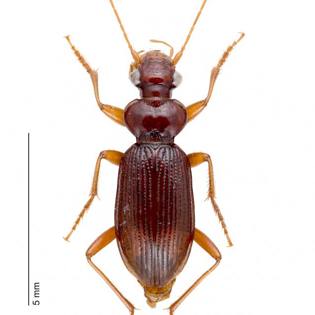 Carabes de Suisse  - Leistus ferrugineus