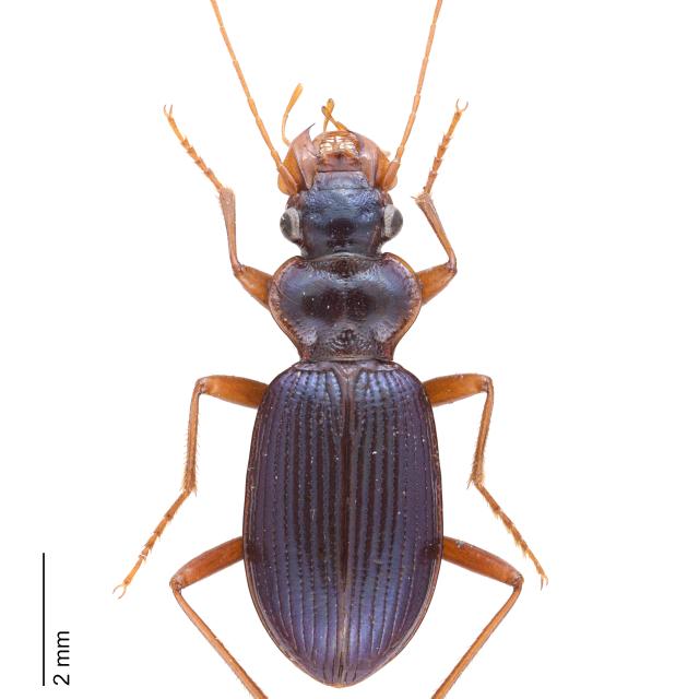 Carabes de Suisse  - Leistus montanus