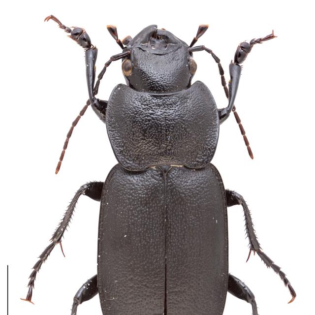 Carabes de Suisse  - Licinus cassideus cassideus