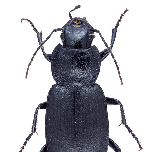 Carabes de Suisse  - Licinus depressus