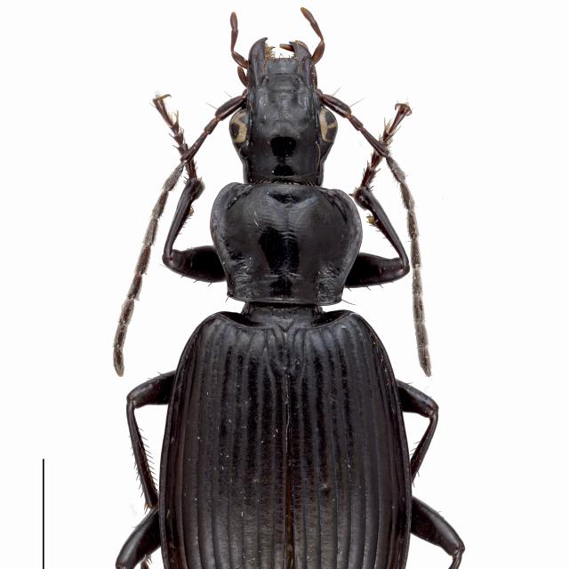 Carabes de Suisse  - Limodromus assimilis