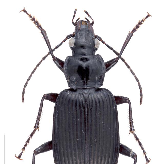 Carabes de Suisse  - Limodromus longiventris