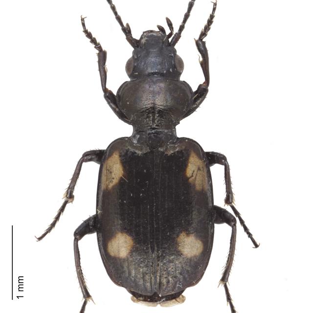Carabes de Suisse  - Lionychus quadrillum