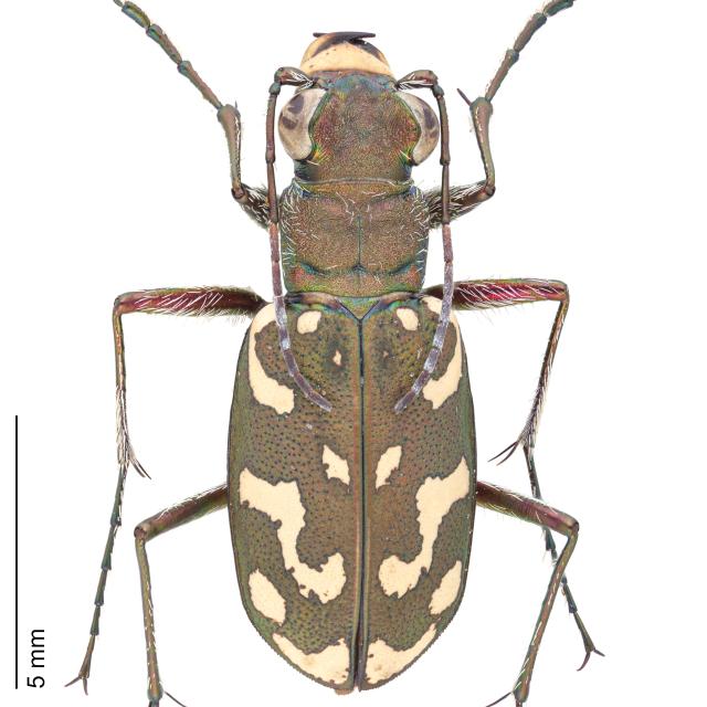 Carabes de Suisse  - Lophyra flexuosa flexuosa