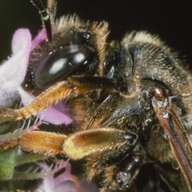 Les abeilles sauvages de Suisse Macropède pattes-brunes - Macropis fulvipes