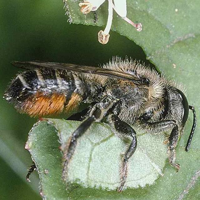 Les abeilles sauvages de Suisse  - Megachile alpicola