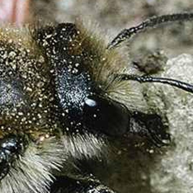 Les abeilles sauvages de Suisse  - Megachile analis