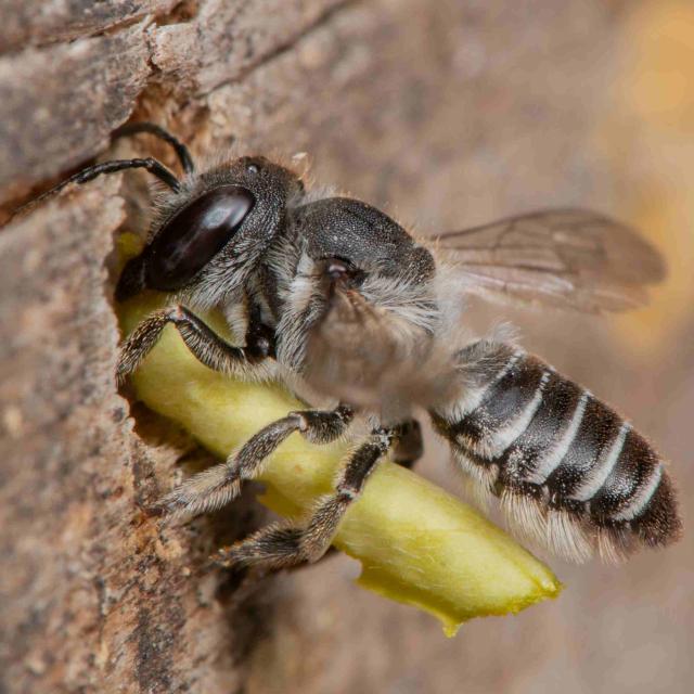 Les abeilles sauvages de Suisse  - Megachile rotundata