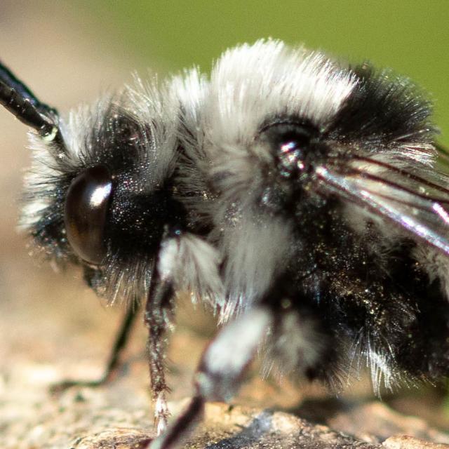 Les abeilles sauvages de Suisse Mélècte deuil - Melecta luctuosa