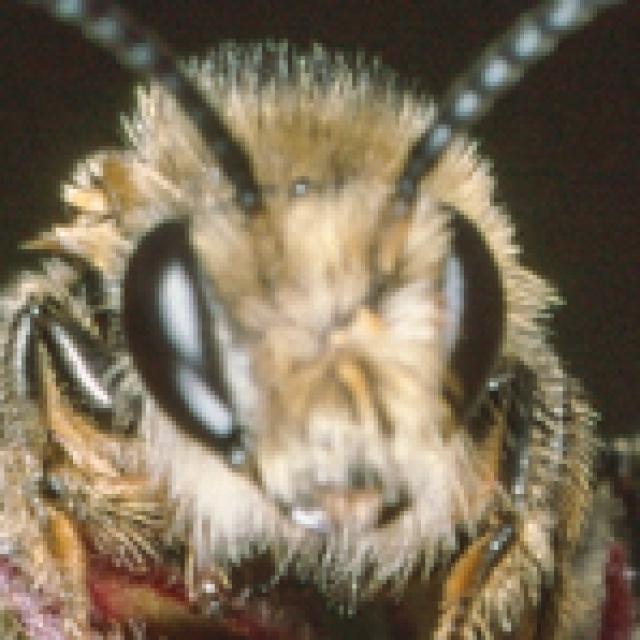Les abeilles sauvages de Suisse Mélitte de la Salicaire - Melitta nigricans