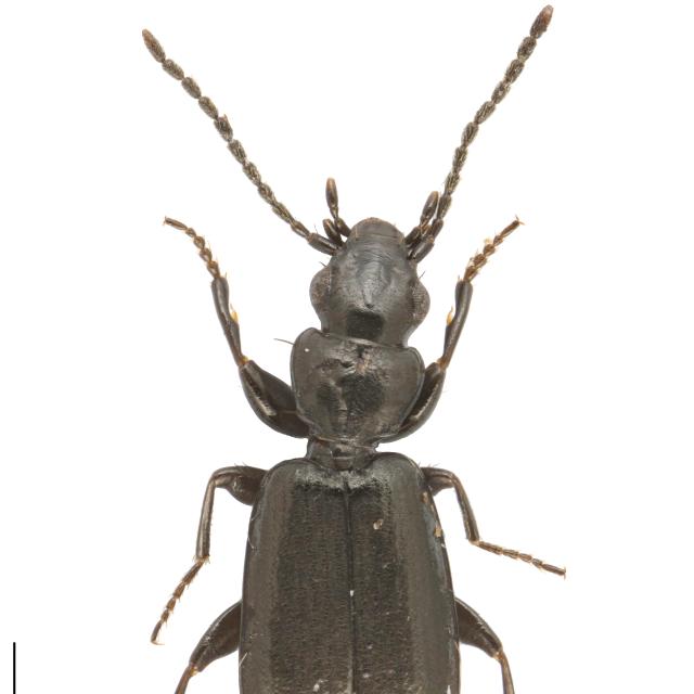 Carabes de Suisse  - Microlestes maurus maurus
