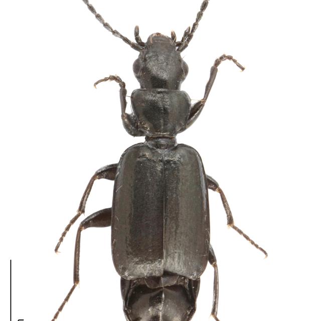 Carabes de Suisse  - Microlestes minutulus