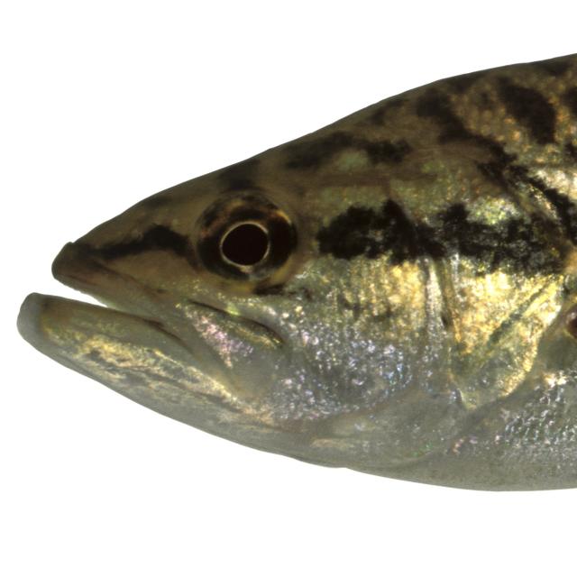 Les espèces néozones de Suisse Black-bass à grande bouche  - Micropterus salmoides 