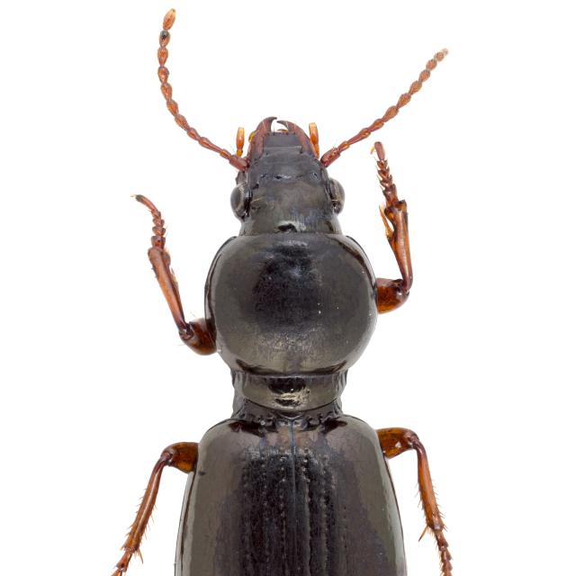 Carabes de Suisse  - Miscodera arctica