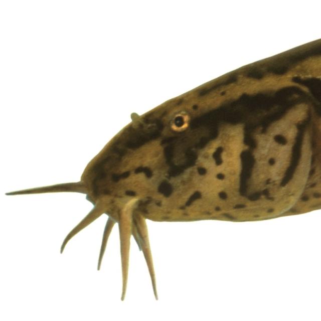 Poissons de Suisse Loche d’étang  - Misgurnus fossilis 