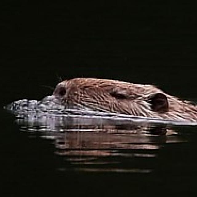 Les espèces néozones de Suisse Ragondin - Myocastor coypus