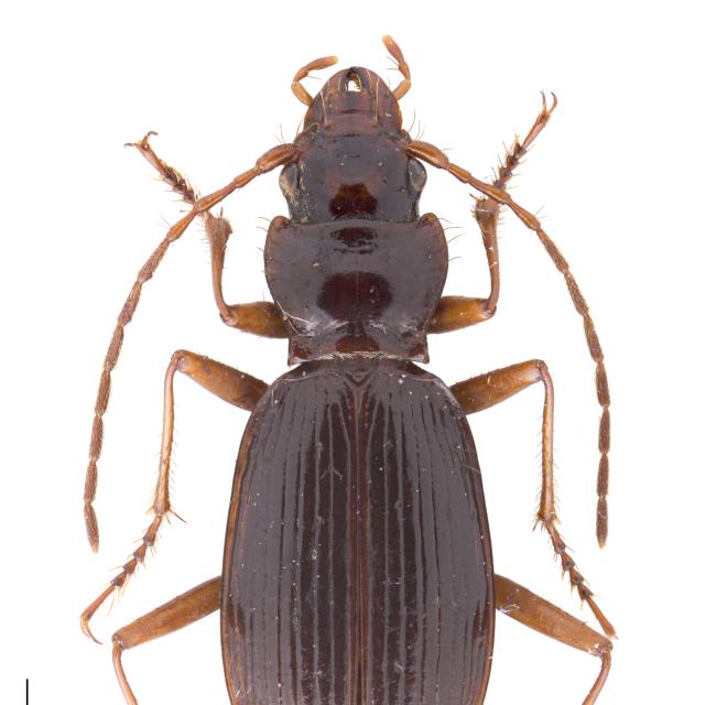 Carabes de Suisse  - Nebria cordicollis
