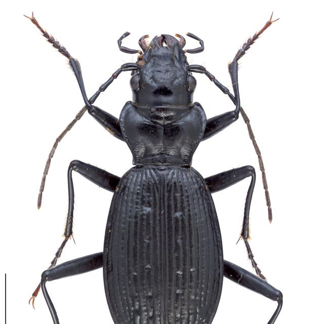Carabes de Suisse  - Nebria crenatostriata