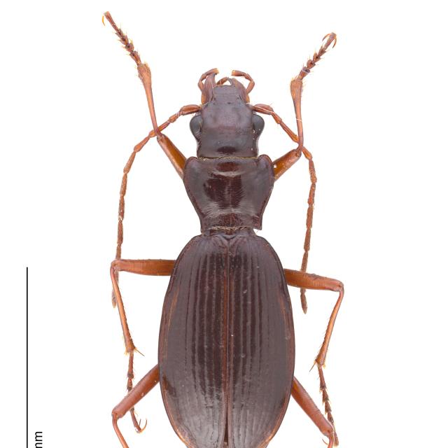 Carabes de Suisse  - Nebria germarii germarii