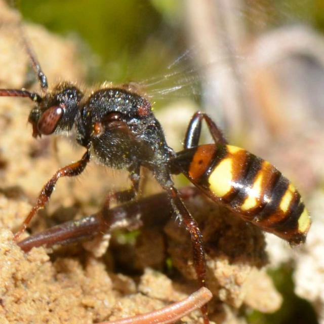 Les abeilles sauvages de Suisse Nomade yeux-clairs - Nomada leucophthalma
