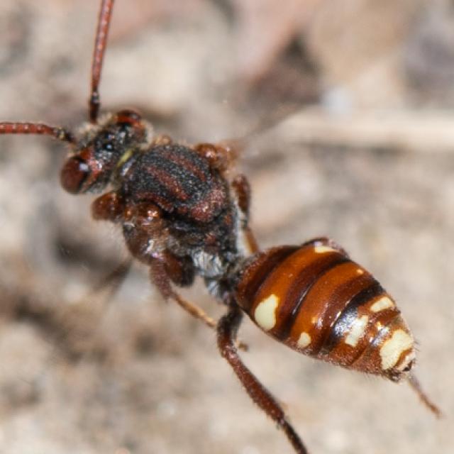 Les abeilles sauvages de Suisse Nomade taches-blanches - Nomada alboguttata