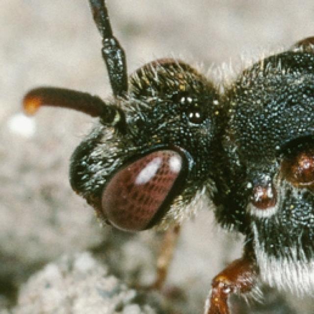 Les abeilles sauvages de Suisse Nomade de l' Epervière - Nomada integra