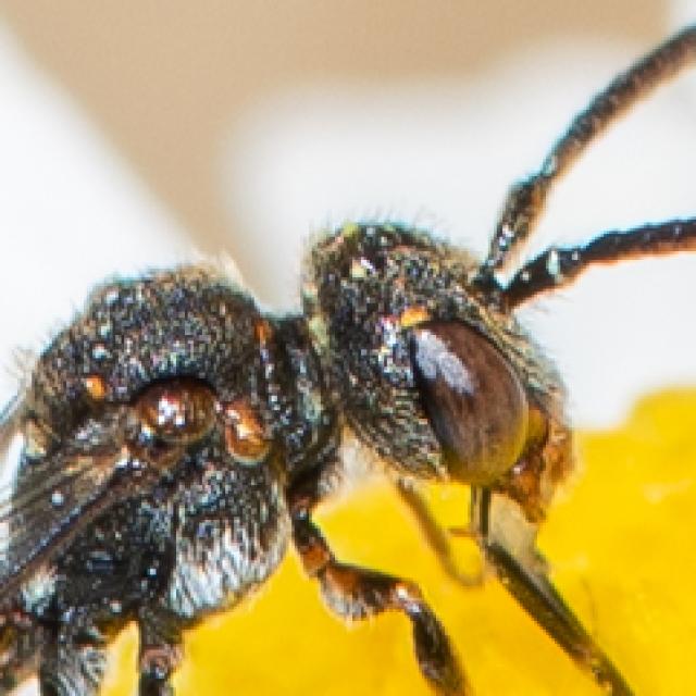 Les abeilles sauvages de Suisse Nomade de Kohl - Nomada kohli
