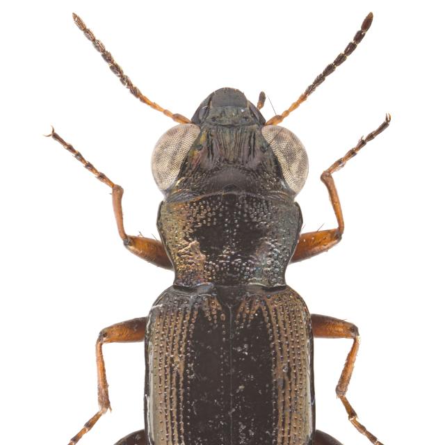 Carabes de Suisse  - Notiophilus rufipes