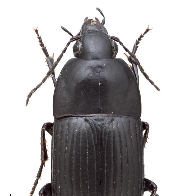 Carabes de Suisse  - Oodes helopioides helopioides