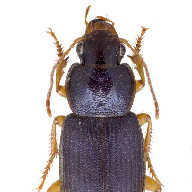 Carabes de Suisse  - Ophonus ardosiacus
