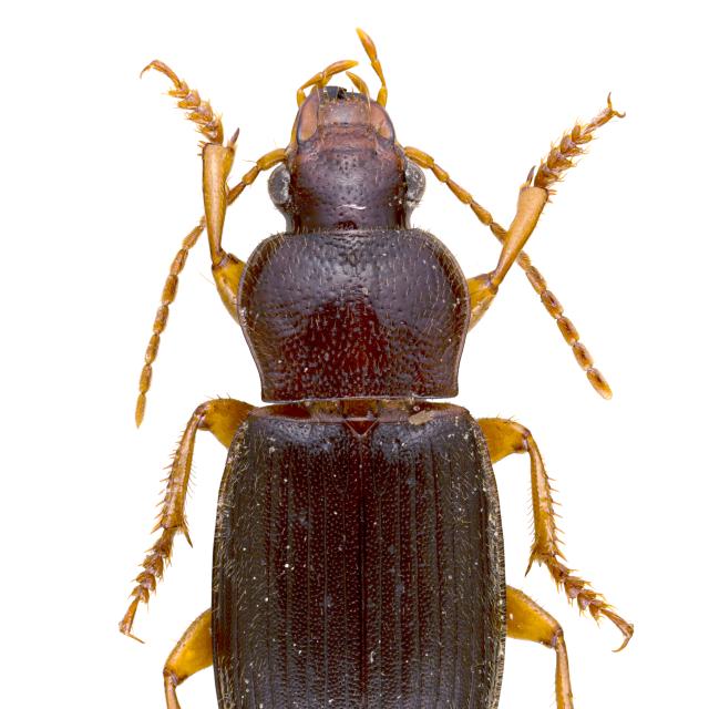 Carabes de Suisse  - Ophonus schaubergerianus