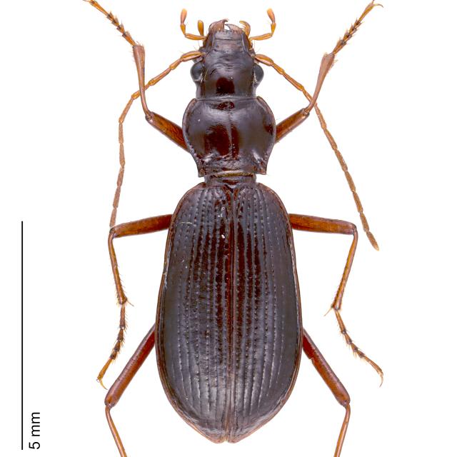 Carabes de Suisse  - Oreonebria angusticollis