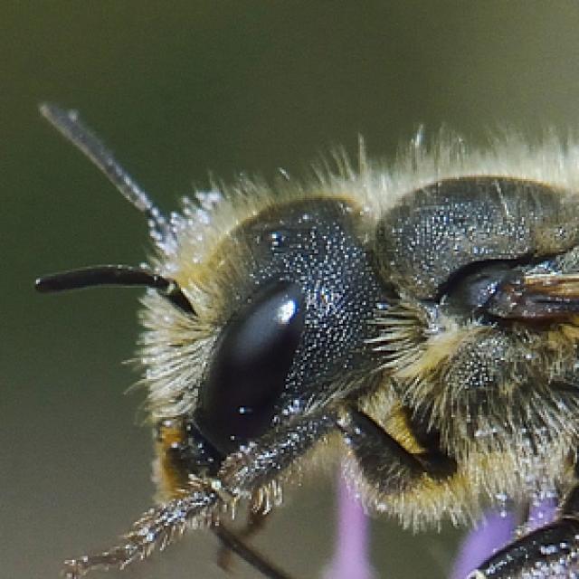 Les abeilles sauvages de Suisse  - Osmia niveata