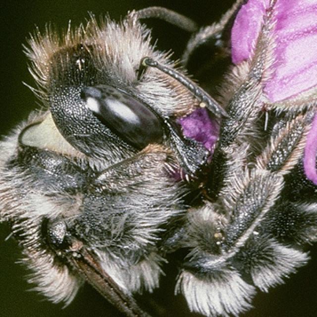 Les abeilles sauvages de Suisse  - Osmia tergestensis
