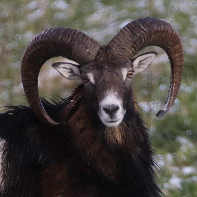 Les espèces néozones de Suisse Mouflon méditerranéen - Ovis gmelini musimon