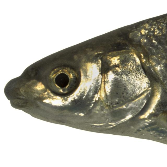 Poissons de Suisse Sofie, Soiffe, toxostome  - Parachondrostoma toxostoma 