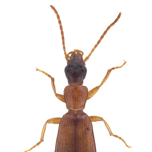 Carabes de Suisse  - Paradromius ruficollis