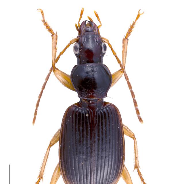 Carabes de Suisse  - Paranchus albipes